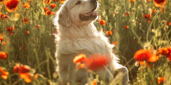 Caine golden retriever shutterstock 2331300425 jpg