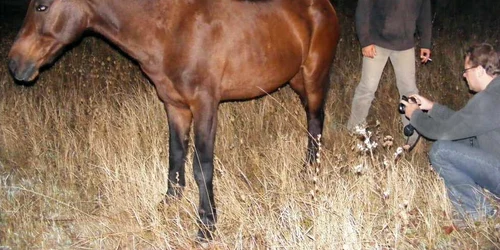 calul a fost examinat de reprezentanţii fundaţiei