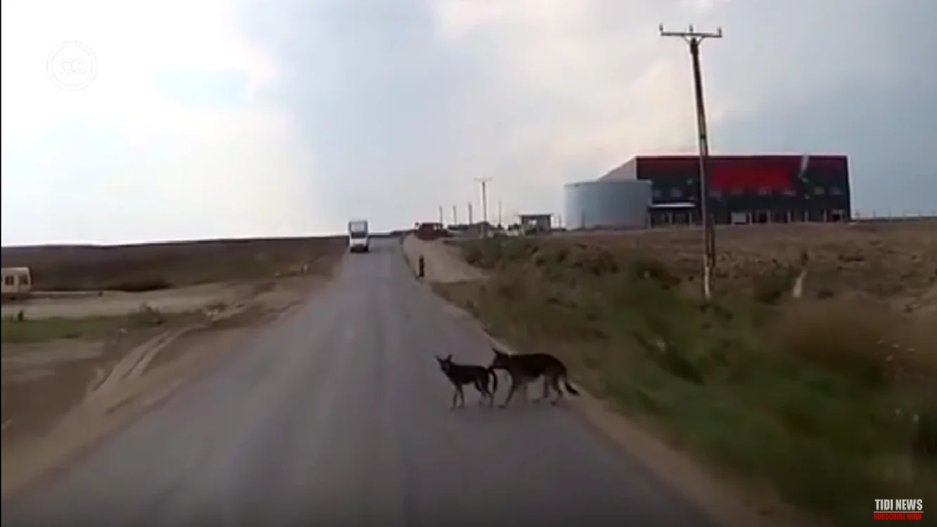 
    Camionul l-ar fi lovit frontal dacă nu ar fi fost tras înapoi de companionul său.Foto Youtube  