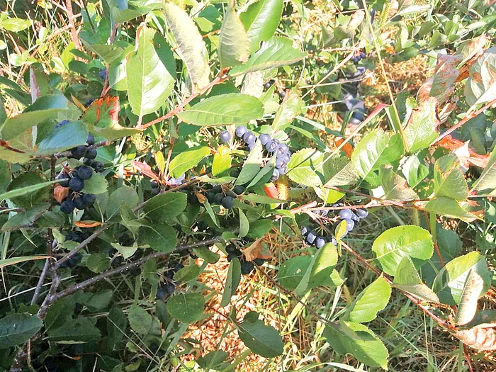 Aşa arată fructele plantei originare din America de Nord