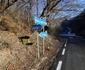 Hunedoara, drumul fierului Govajdia Ghelari 2025 ianuarie foto Daniel Guță (54) JPG