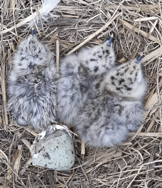 Insula din Delta Dunării unde păsările învață să zboare. Agenţii ecologi au pregătit zona de cuibărit