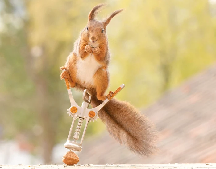 
    Ospătar, învață!  Folosirea  tirbușonului  e o artă...   