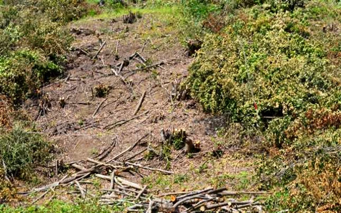 Bărbaţii sunt acuzaţi de săvârşirea infracţiunii de “reducere a suprafeţei fondului forestier naţional”