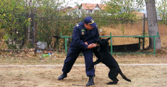 câine în predresaj