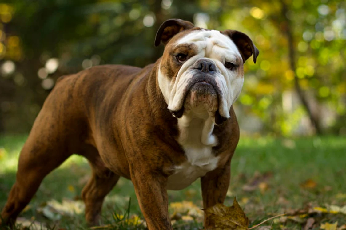 Rase de câini care nu latră: Buldog englez
