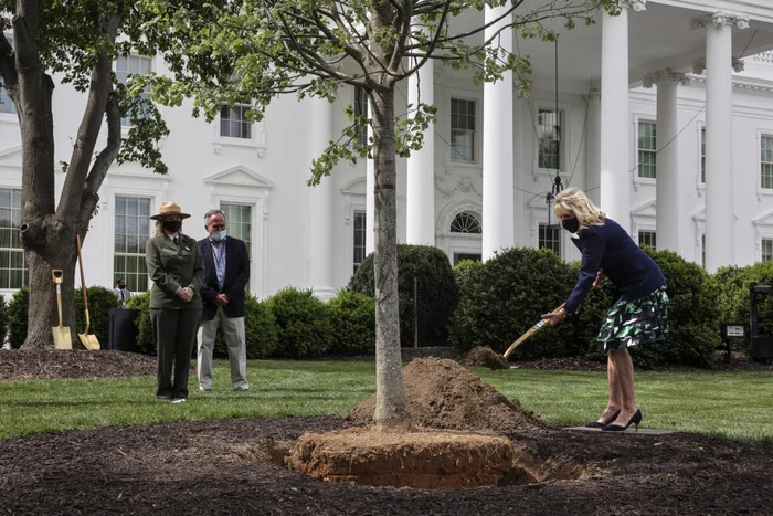 Jill Biden a plantat un tei în curtea Casei Albe în timp ce purta pantofi cu toc. FOTO EPA