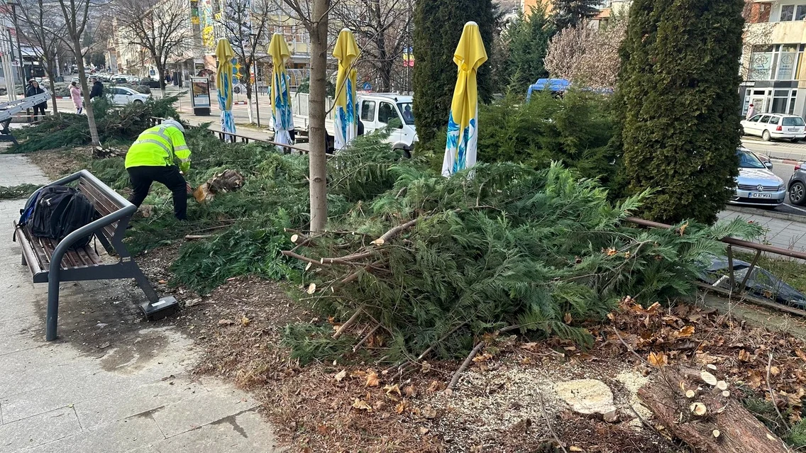 Arbori tăiați peste noapte în Deva   Foto Primăria Deva   (8) jpg