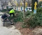 Arbori tăiați peste noapte în Deva   Foto Primăria Deva   (8) jpg