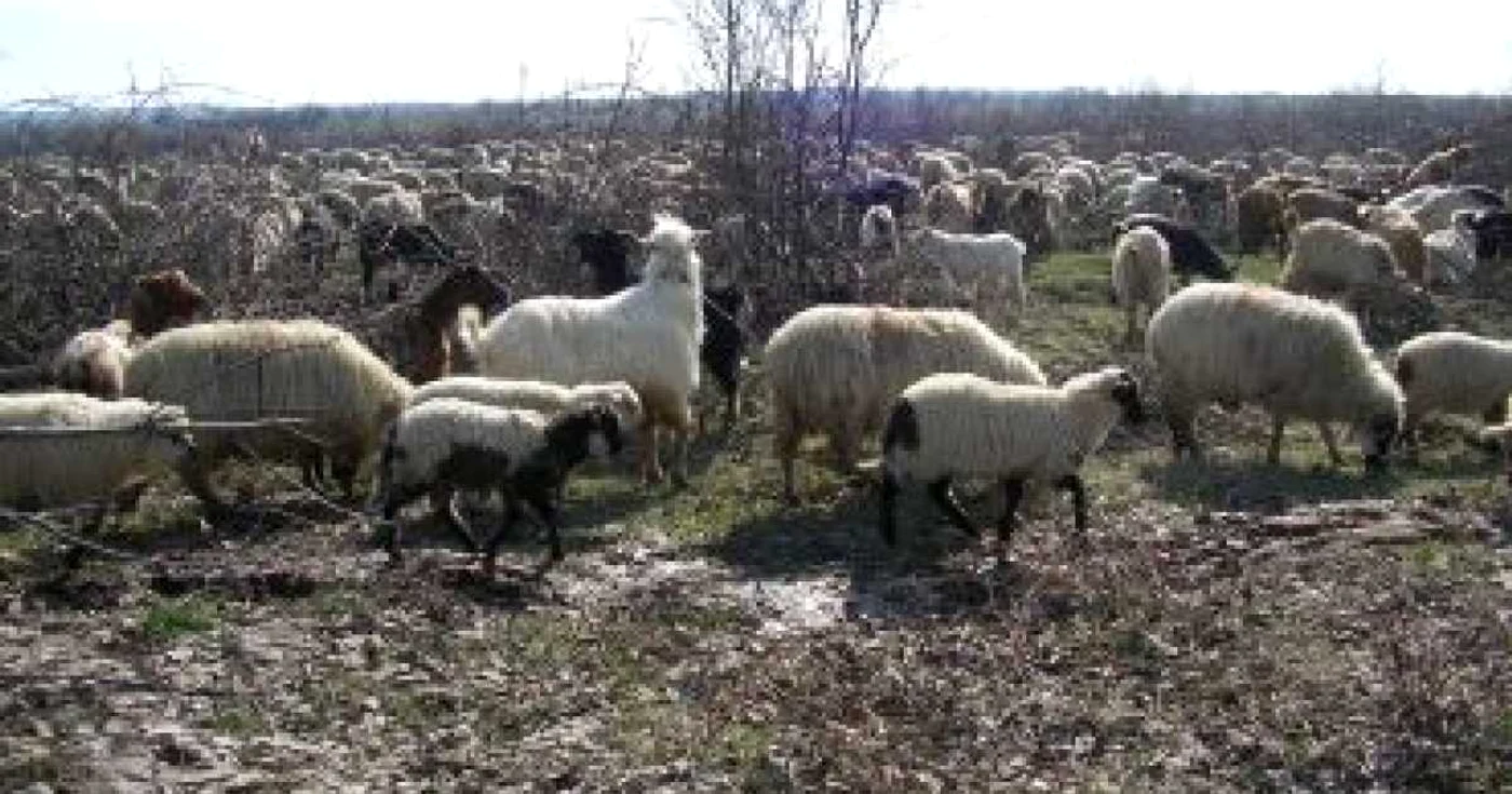 Preţul mieilor va fi, anul acesta, între 20 şi 30 de lei kilogramul