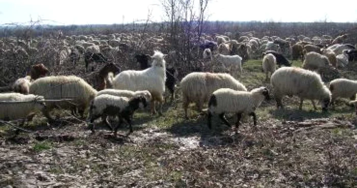 Preţul mieilor va fi, anul acesta, între 20 şi 30 de lei kilogramul