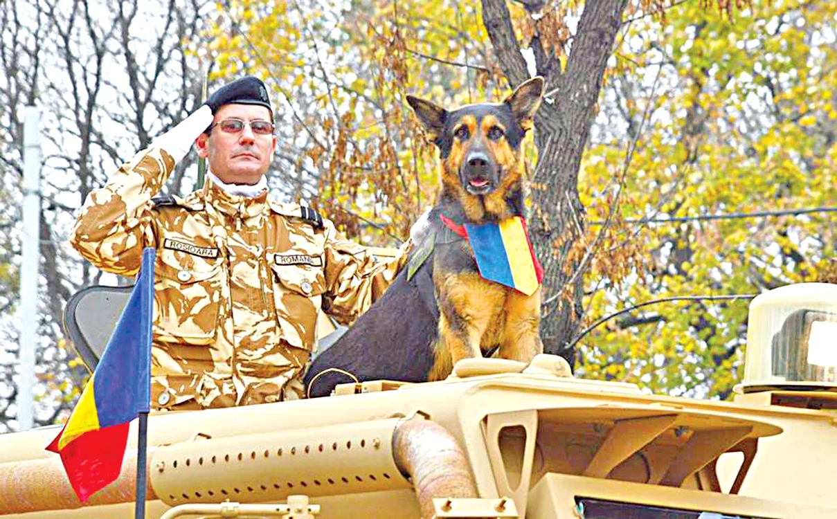 Max a fost vedeta paradelor de 1 Decembrie. Stătea falnic pe o maşină blindată, alături de plutonierul major Valentin Roşioară, partenerul şi dresorul său.
