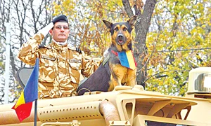 Max a fost vedeta paradelor de 1 Decembrie  Stătea falnic pe o maşină blindată, alături de plutonierul major Valentin Roşioară, partenerul şi dresorul său  jpeg
