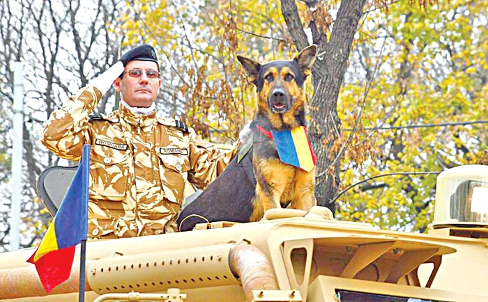 Max a fost vedeta paradelor de 1 Decembrie. Stătea falnic pe o maşină blindată, alături de plutonierul major Valentin Roşioară, partenerul şi dresorul său.