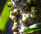 5 jabuticaba 2964396 1280 jpg jpeg