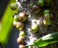 5 jabuticaba 2964396 1280 jpg jpeg