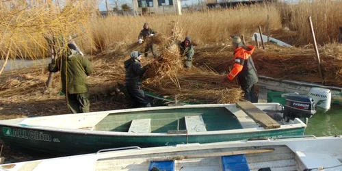 Insula Ceaplace de pe lacul Sinoe din Delta Dunării consolidată pentru pelicanul creţ Sursa ARBDD