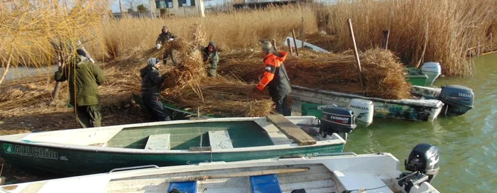 Insula Ceaplace de pe lacul Sinoe din Delta Dunării, consolidată pentru pelicanul creţ Sursa ARBDD