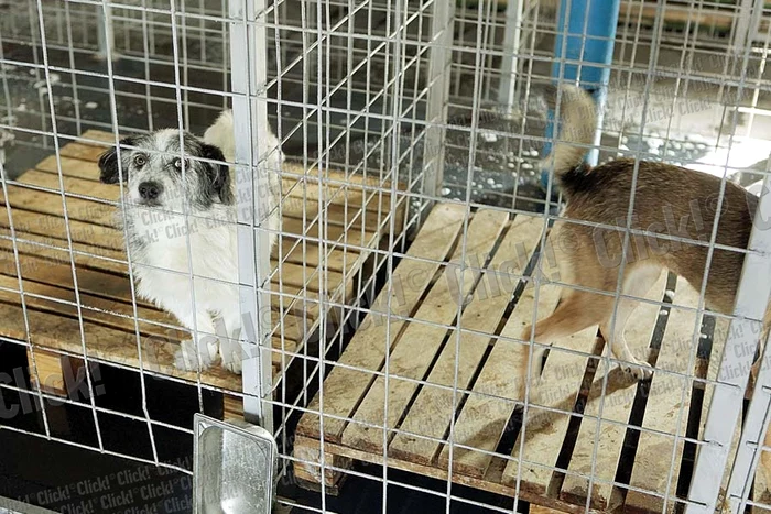 La adăpostul din Mihăileşti,  circa 700 de câini aşteaptă să fie adoptaţi (FOTOGRAFII: ROBERTO SĂLCEANU)