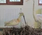 Animale împăiate pe vremea Austro-Ungariei FOTO Ştefan Both
