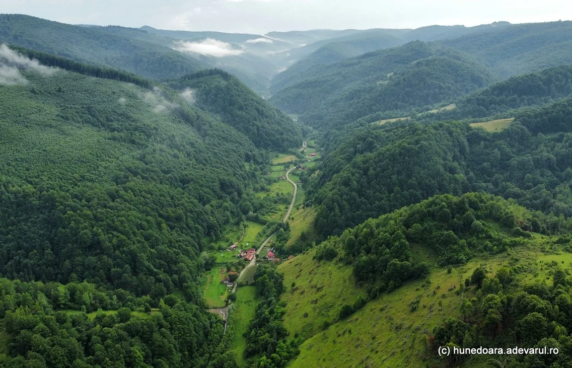 Runcu mare Foto Daniel Guță jpg