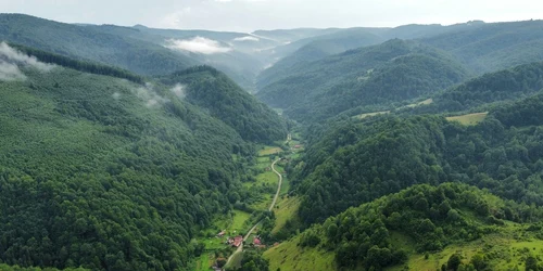 Runcu mare Foto Daniel Guță jpg