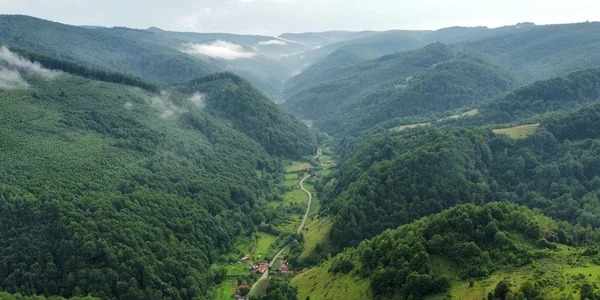 Runcu mare Foto Daniel Guță jpg