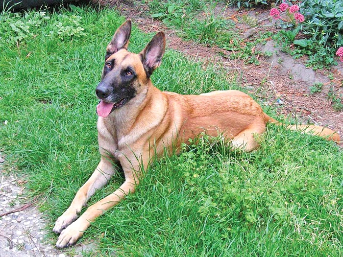 
    Tey are un an  şi face parte  din rasa ciobănesc  belgian Malinois  