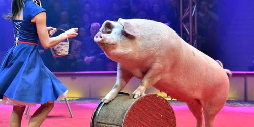 Lars Hölscher & Lelde face spectacol cu porci la premiera noului program de iarnă al Circului Krone  la München Germania FOTO Guliver / Getty images / Hannes Magerstaedt 