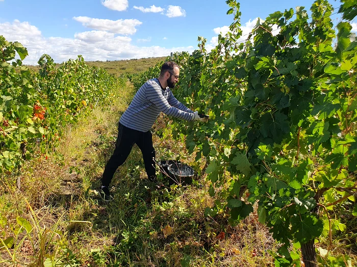 Indiferent de ocupație, culesul este o activitate grea, dar și relaxantă. FOTO: Adrian Popescu