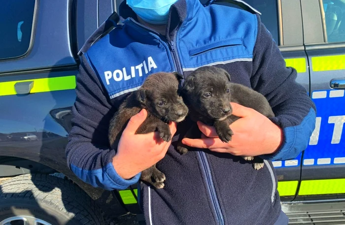 Doi căţeluşi de câteva săptămâni au fost abandonaţi Foto: Poliţia Gorj