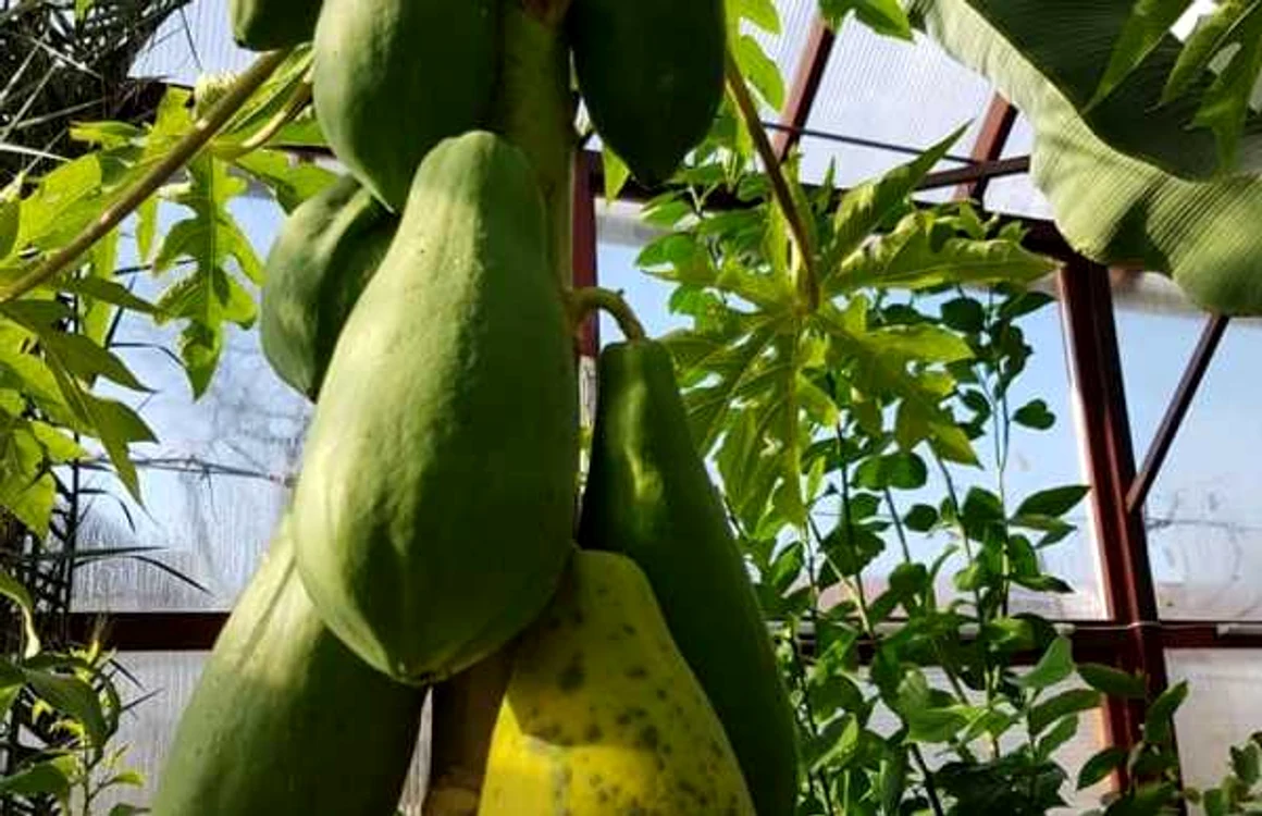 Fructele de papaya din sera de la Alba Iulia. Foto: alba24.ro