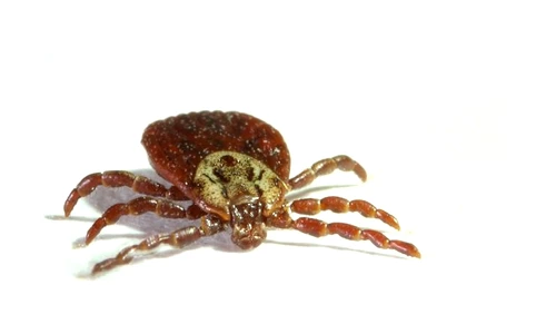 1 57867 original jpg jpeg