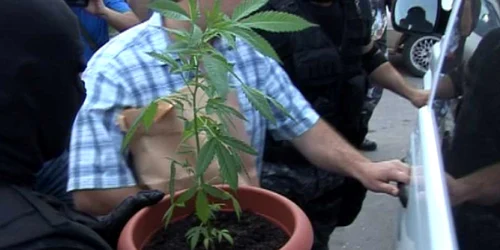 Descindere la traficanți de cannabis