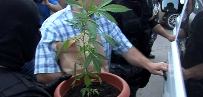 Descindere la traficanţi de cannabis Foto: Arhiva/Adevarul