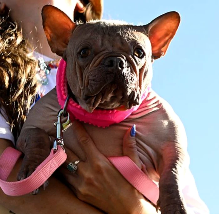 Petunia, un pui de bulldog francez fără păr FOTO: X