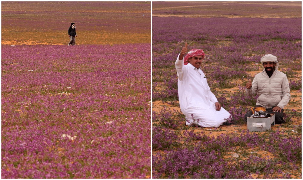 Spectacol unic dat de natură, în Arabia Saudită. Deşertul a fost acoperit cu flori 