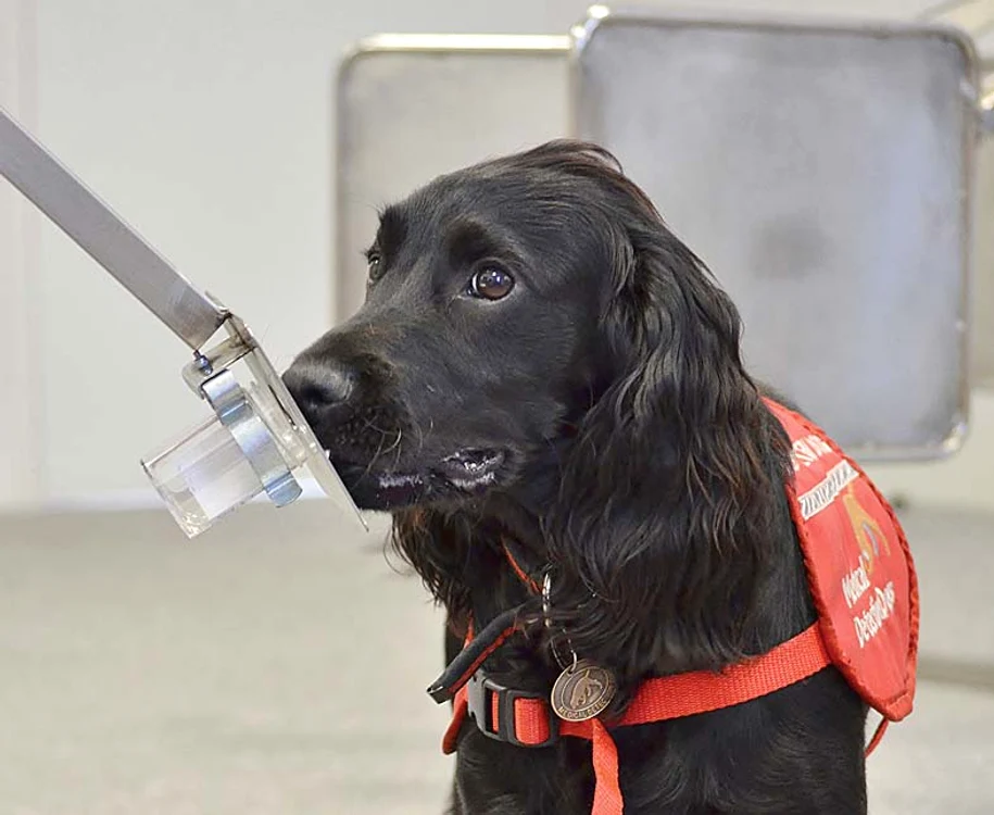 
    Daisy a stabilit diagnosticul precis în 551 de cazuri de cancer şi a analizat de-a lungul carierei ei de şapte ani la Centrul de Diagnostic Medical Canin peste 6.000 de probe fiziologice.  
