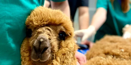 alpaca