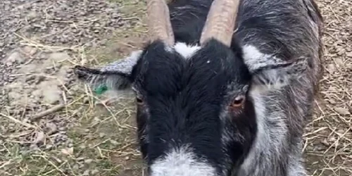 Țapul care a terorizat un sat întreg Foto Captură video TikTok jpg