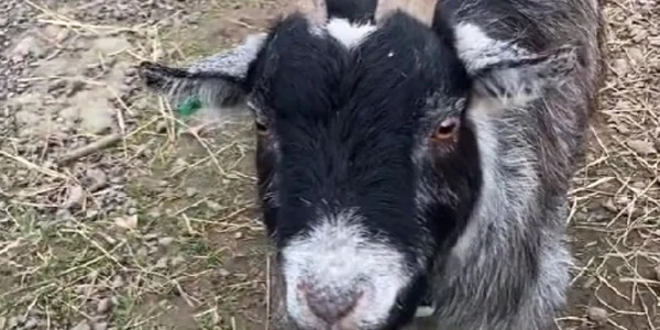 Țapul care a terorizat un sat întreg Foto Captură video TikTok jpg