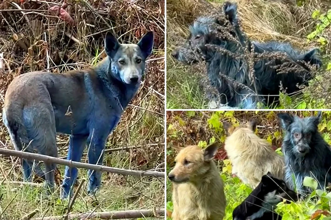 Câini cu blană albastră observați în zona de excludere de la Cernobîl FOTO: Captură video
