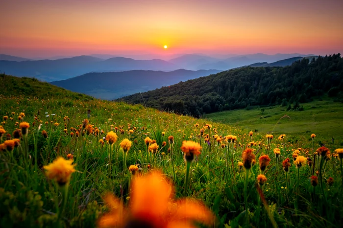 Culmi domoale, pline de liniște și plante. FOTO: Shutterstock