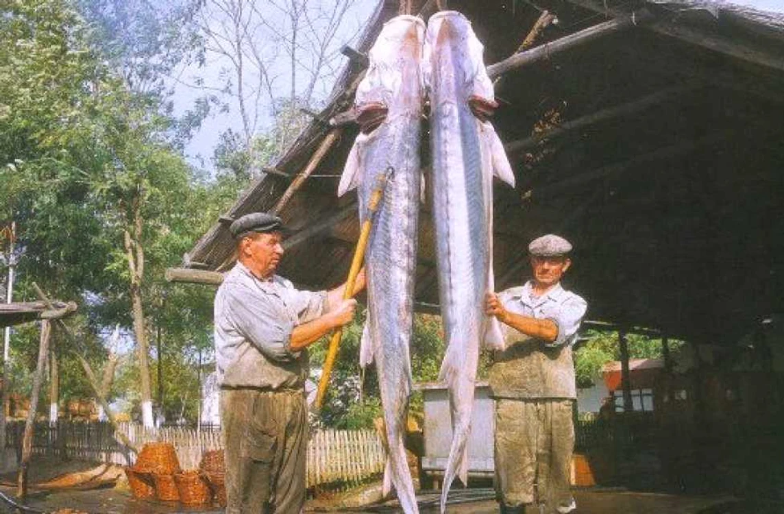 Pescari de sturioni