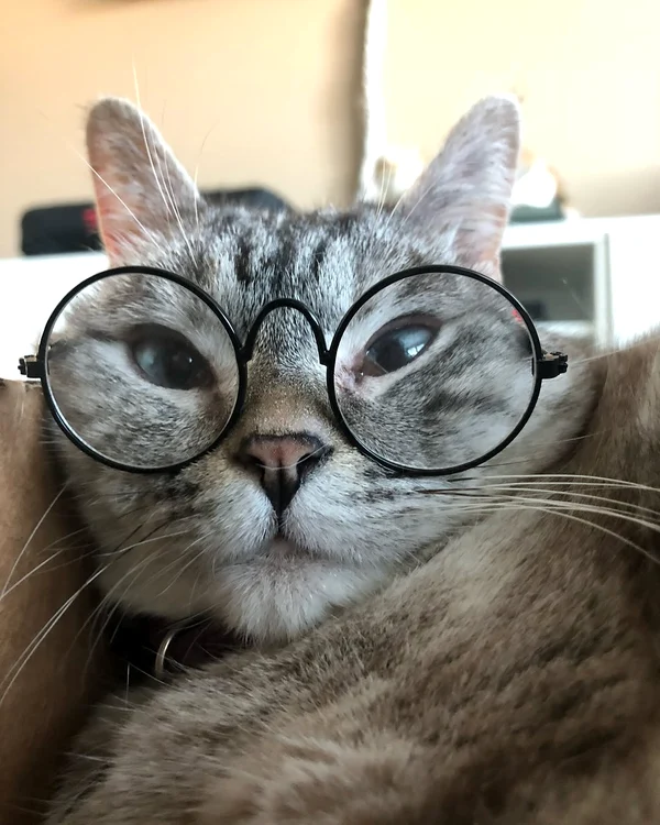 Imaginile adorabile cu Nala se viralizează instant pe Instagram (Foto: Instagram)