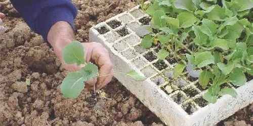 Bacău:  Se dau bani pentru tinerii fermieri