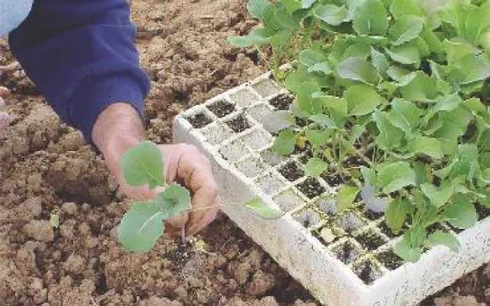 Bacău: Se dau bani pentru tinerii fermieri
