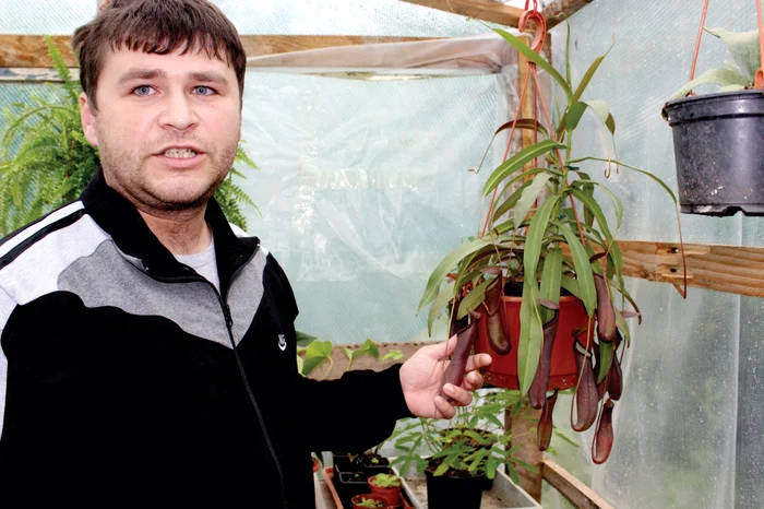 Adrian Danciu se mândreşte cu exemplarele din sera saFoto: "Weekend Adevărul"