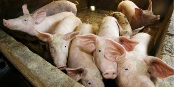UE: derogare cu privire la carnea de porc procesată în România