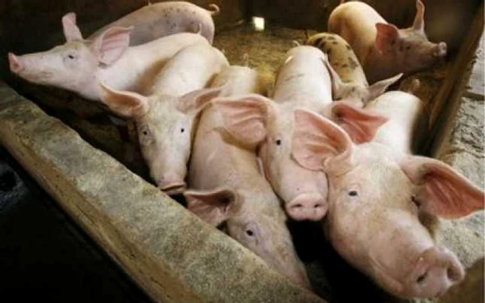 UE: derogare cu privire la carnea de porc procesată în România